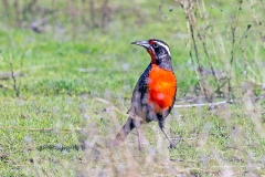 Long-tailed Meadowlark [Leistes loyca loyca]