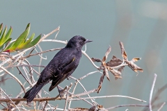 Yellow-winged Blackbird [Agelasticus thilius thilius]