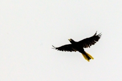 Crested Oropendola [Psarocolius decumanus decumanus]