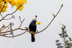 Chopi Blackbird [Gnorimopsar chopi chopi]