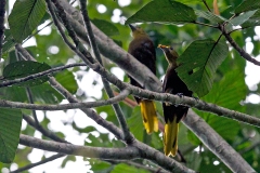 Russet-backed Oropendola [Psarocolius angustifrons angustifrons]