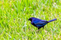 Shiny Cowbird [Molothrus bonariensis bonariensis]