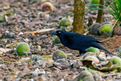 Giant Cowbird [Molothrus oryzivorus oryzivorus]