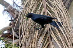Red-rumped Cacique [Cacicus haemorrhous affinis]