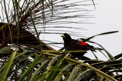 Red-rumped Cacique [Cacicus haemorrhous affinis]