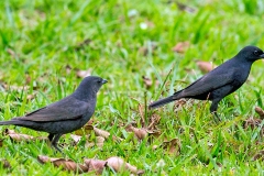 Shiny Cowbird [Molothrus bonariensis bonariensis]