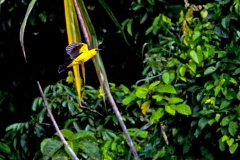 Oriole Blackbird [Gymnomystax mexicanus]