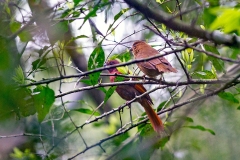 Red-crowned Ant Tanager [Habia rubica rubica]