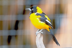 Campo Troupial [Icterus jamacaii]