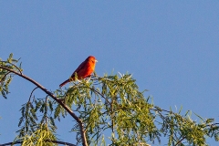 Red Tanager [Piranga flava flava]