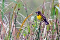Brown-and-yellow Marshbird [Pseudoleistes virescens]
