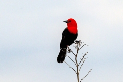 Scarlet-headed Blackbird [Amblyramphus holosericeus]