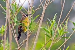 Unicolored Blackbird [Agelasticus cyanopus cyanopus]