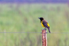 Yellow-rumped Marshbird [Pseudoleistes guirahuro]