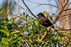 Variable Oriole [Icterus pyrrhopterus pyrrhopterus]