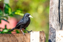 Solitary Cacique [Cacicus solitarius]
