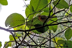 Blackburnian Warbler [Setophaga fusca]