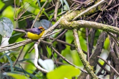 Spectacled Whitestart [Myioborus melanocephalus ruficoronatus]