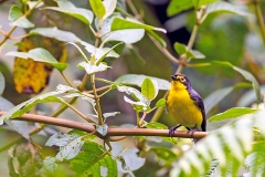 Spectacled Whitestart [Myioborus melanocephalus ruficoronatus]