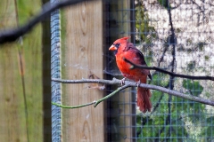 Northern Cardinal [Cardinalis cardinalis]