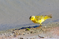 Mangrove Warbler [Setophaga petechia aureola]