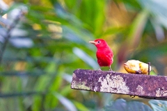 Summer Tanager [Piranga rubra rubra]