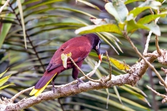 Montezuma Oropendola [Psarocolius montezuma]