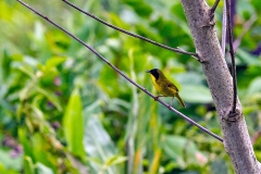 Olive-crowned Yellowthroat [Geothlypis semiflava bairdi]