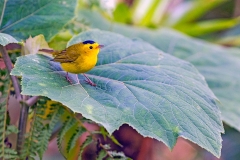 Wilson's Warbler [Cardellina pusilla]