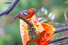 Flame-colored Tanager [Piranga bidentata citrea]
