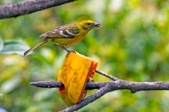 Flame-colored Tanager [Piranga bidentata citrea]