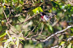 Rose-breasted Grosbeak [Pheucticus ludovicianus]