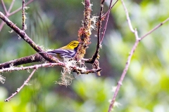 Black-throated Green Warbler [Setophaga virens]