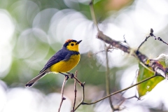 Collared Whitestart [Myioborus torquatus]