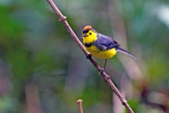 Collared Whitestart [Myioborus torquatus]