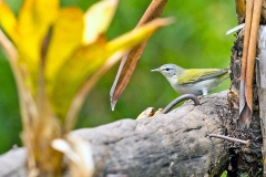 Tennessee Warbler [Leiothlypis peregrina]