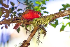 Summer Tanager [Piranga rubra rubra]