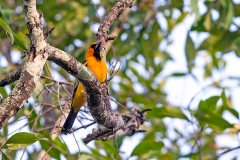 Streak-backed Oriole [Icterus pustulatus sclateri]