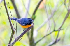 Slate-throated Whitestart [Myioborus miniatus comptus]