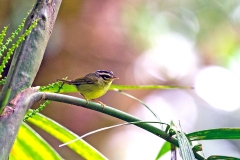 Black-eared Warbler [Basileuterus melanotis]