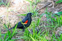 Red-winged Blackbird [Agelaius phoeniceus grinnelli]