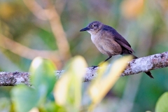Nicaraguan Grackle [Quiscalus nicaraguensis]