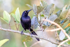 Nicaraguan Grackle [Quiscalus nicaraguensis]