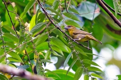 Tooth-billed Tanager [Piranga lutea testacea]