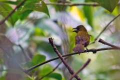 Carmiol's Tanager [Chlorothraupis carmioli]