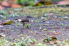 Buff-rumped Warbler [Myiothlypis fulvicauda veraguensis]