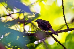 Red-throated Ant Tanager [Driophlox fuscicauda fuscicauda]