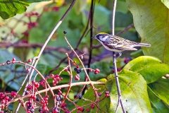 Chestnut-sided Warbler [Setophaga pensylvanica]