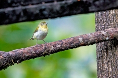 Tennessee Warbler [Leiothlypis peregrina]