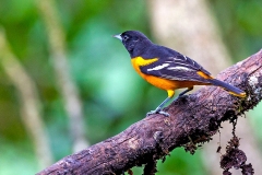 Baltimore Oriole [Icterus galbula]